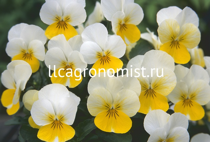 Фиалка рогатая Флорал Пауэр (Viola Floral Power), 1000 сем/уп ...