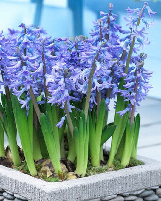 Organic Hyacinthus 'Blue Pearl' & Muscari 'White Magic ...