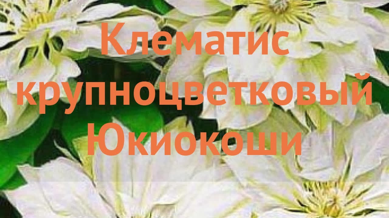 Клематис крупноцветковый Темптейшн (1 ...