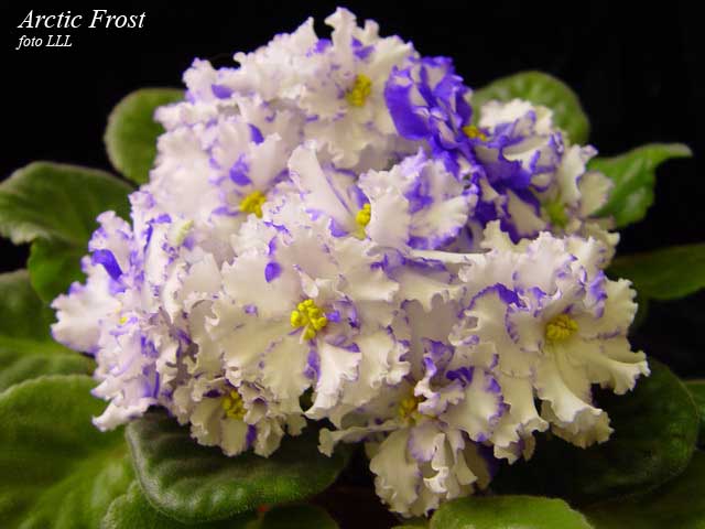 African violet 'ЛЕ-Флёр / LE 'Flior / Flyor / Fleur / Flower ...