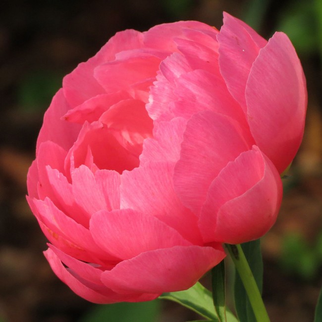 Paeonia 'Cytherea', Peony 'Cytherea ...