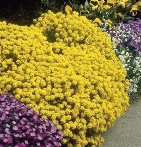 Алиссум (Alyssum) фото, описание ...