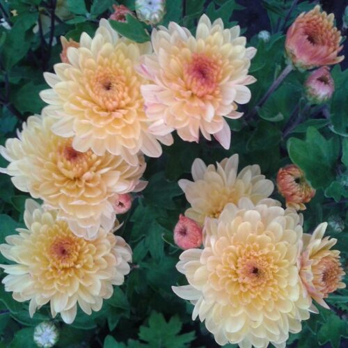 Хризантема корейская Розалинда (Chrysanthemum koreanum ...