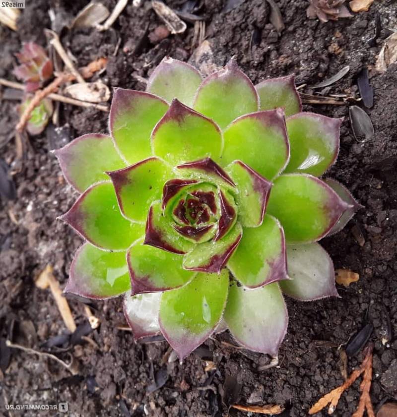 Заячья капуста (Sedum telephium) - Ландшафтный дизайн своими ...