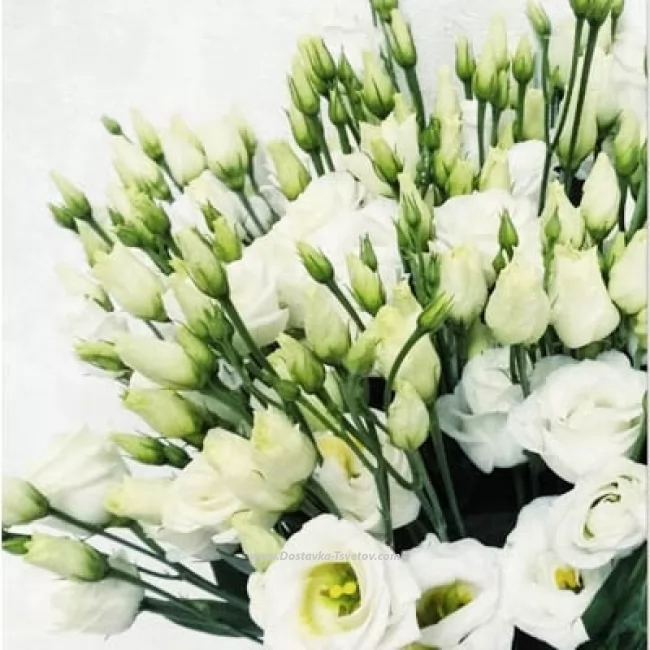 EUSTOMA LISIANTHUS FALDA WHITE 70cm | Wholesale Dutch Flowers ...