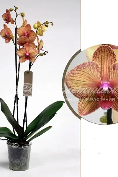 Орхидея Phalaenopsis Malmo peloric