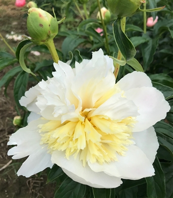 Peony (Lactiflora) 'Honey Gold ...