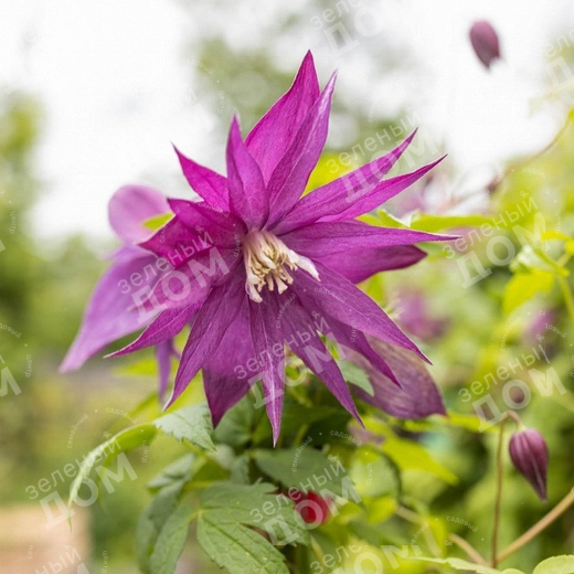 Clematis GLORIOUS SURPRISE — Растения Оптовая FlorAccess