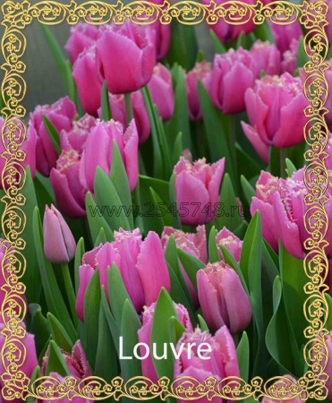 File:Tulipa 'Louvre Orange' 2023-05-05 ...