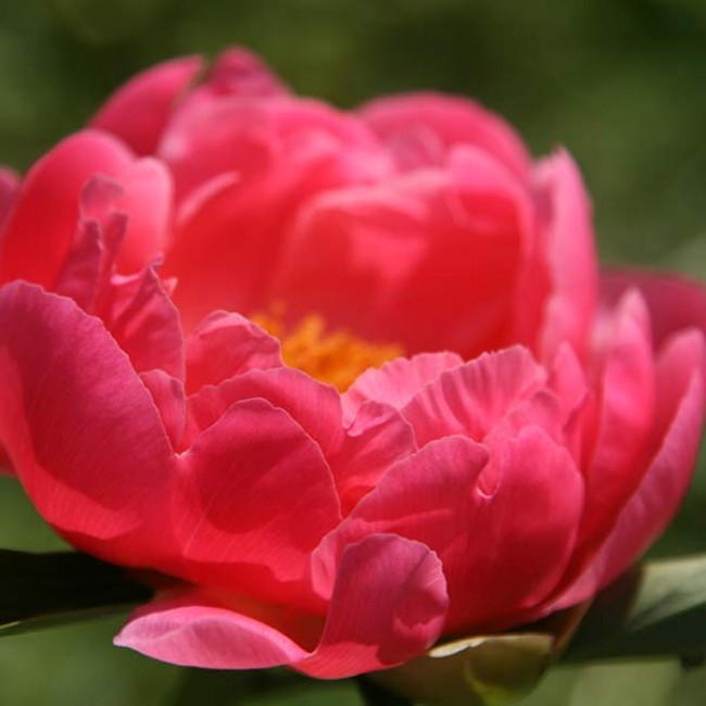 Paeonia Coral Supreme