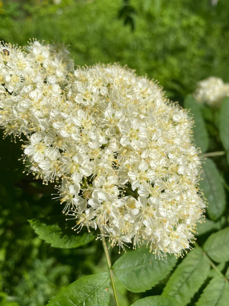 Белый букет невесты из ранункулюсов и хлопка Пломбир купить ...