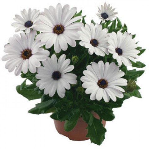 Остеоспермум (лат. Osteospermum ecklonis), или 