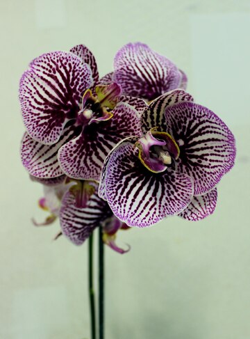 Phalaenopsis Black Stripe - Орхидеи, орхидеи уход субстратов ...