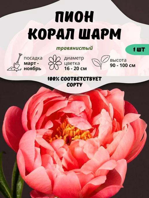 Пион «Корал шарм»(Coral charm): описание, уход, размножение