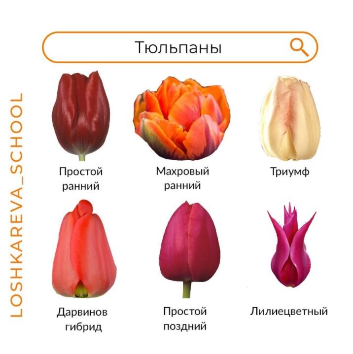 Крупнейшие тюльпаны и другие виды Tulipa L., фото