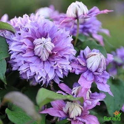 Клематис Диамантина (Clematis Diamantina) купить в Москве по ...