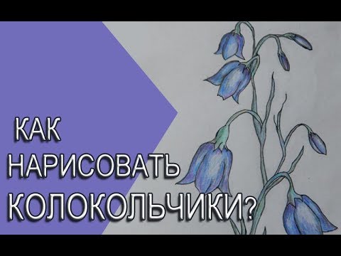 Рисование цветов колокольчиков в ...