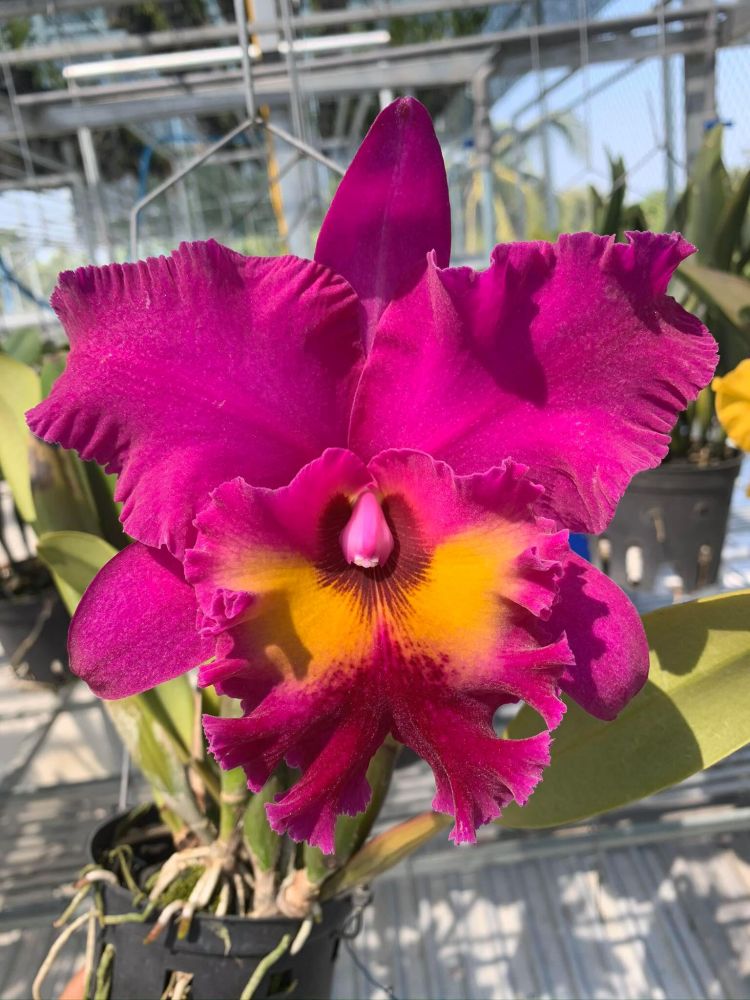 Blc. Village Chief Armani 