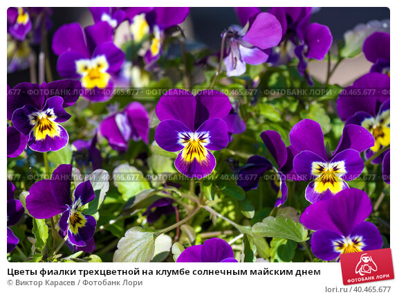 Фиалка душистая (Viola odorata `Konigin Charlotte`) - Клумбы ...