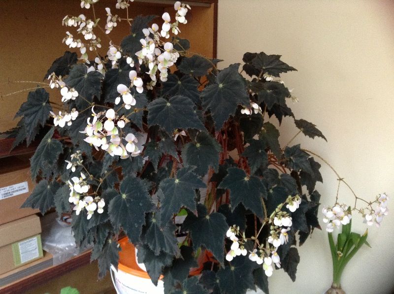 Begonia cv. Black Magic | Коллекционные ...