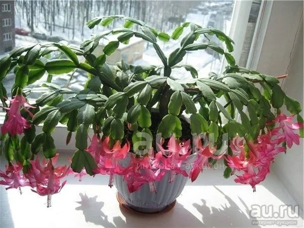 Декабрист Фиолетовый, или Шлюмбергера (Schlumbergera Tendenza ...