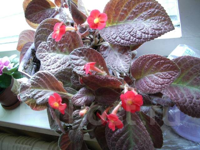 Episcia ТМ-Раскаленное Солнце