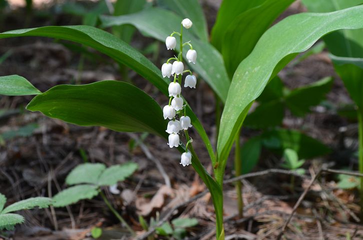 Макрос ландыша, Convallaria majalis, красные ягоды дерева на ...