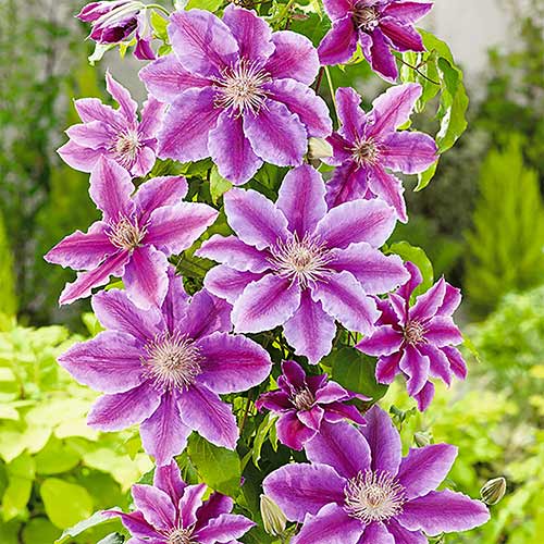 Clematis Doctor Ruppel