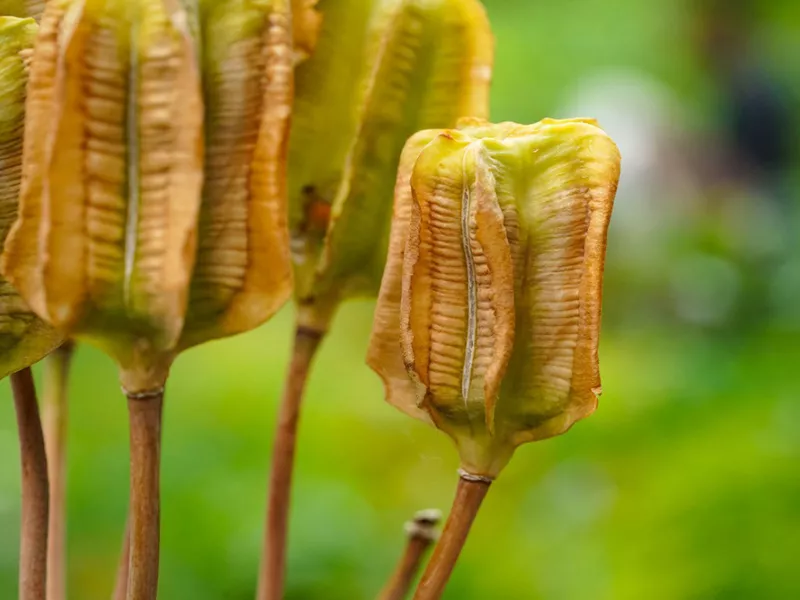 Купить Семена Ирис кожистый (Iris scariosa) 6.5 гр., купить ...