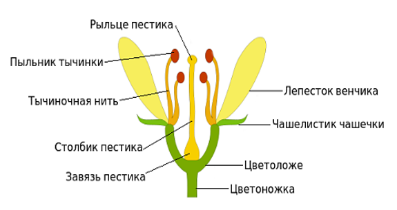 Двудольные. Семейство сложноцветные (астровые) — Kid-mama