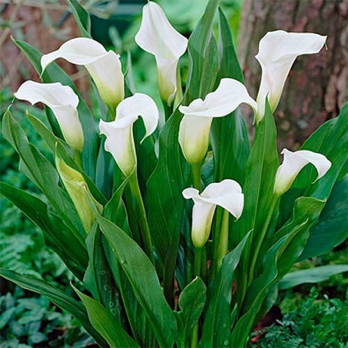 Калла (Zantedeschia) Red Alert – купить ...