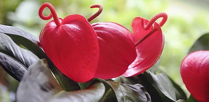 Антуриум (Anthurium) - виды, выращивание и уход в домашних ...