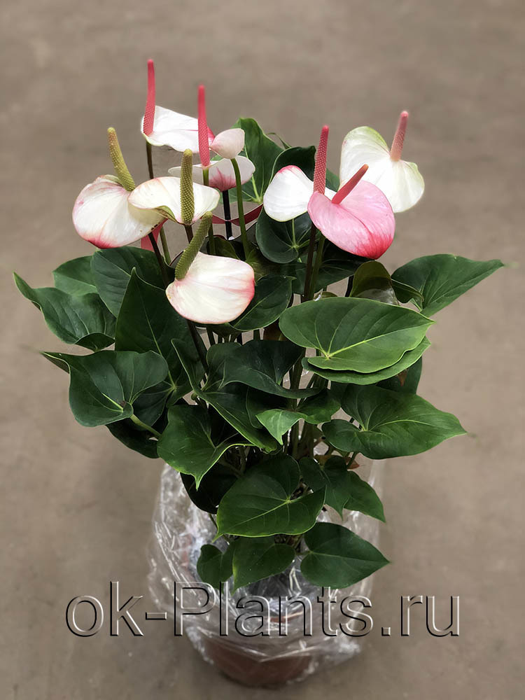 Растение ⌀ 6 Anthurium SCHERZERIANUM (Антуриум, зеленый ...