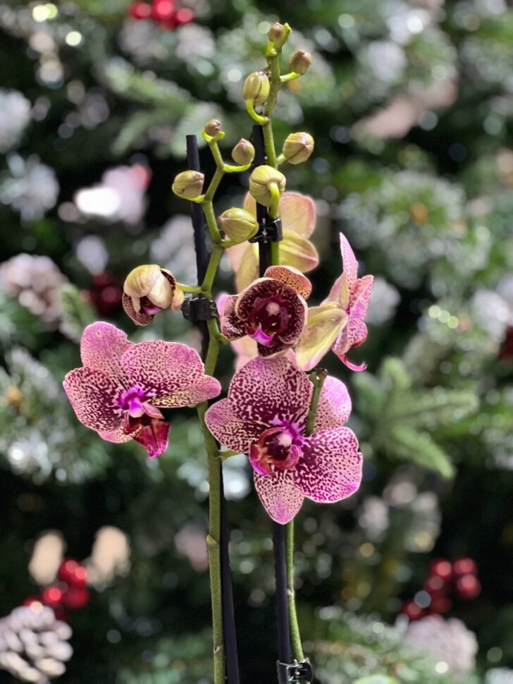 Орхідея Тулон Phalaenopsis Toulon - YouTube