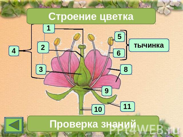 Презентация по биологии на тему ...