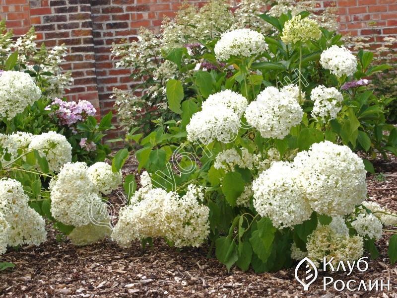 Hydrangea paniculata Baby Lace-Гортензия метельчатая Беби ...