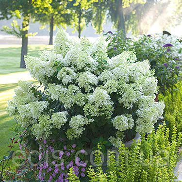 гортензия садовая выращивание | Paisajismo con hortensias ...