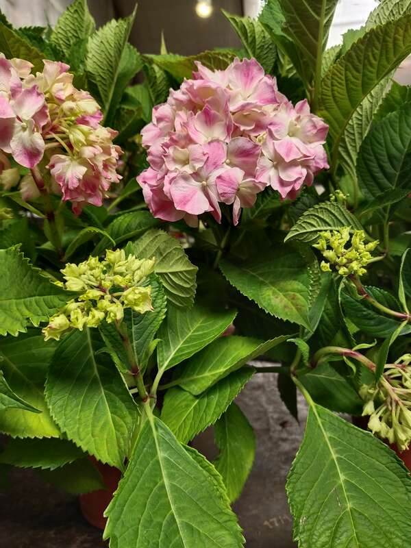 Гортензия садовая Alpengluhen (Hydrangea macrophylla ...