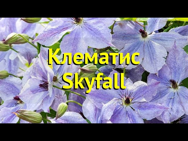 Клематисы - Clematis - Źródło Dobrych Pnączy