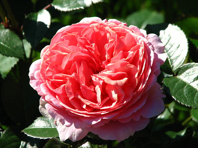 Файл:291 Rosa villosa.jpg — Википедия