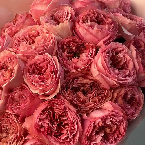 Pink Xpression Garden Rose | DIY Wedding Flowers | Flower Moxie