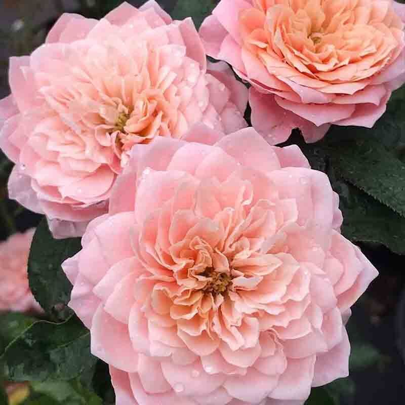 Japanese Rose 'mikoto' 美琴 1 Gal Live Plant Shrub Rose - Etsy