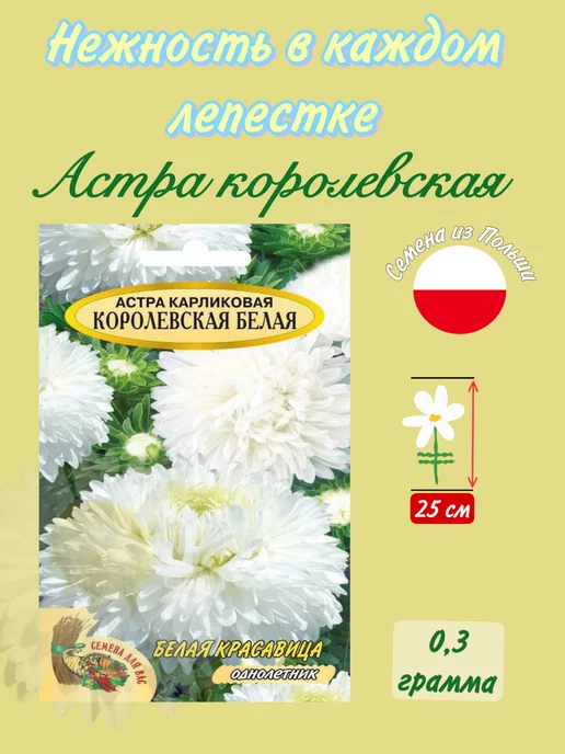 Астра вересковая Cassino (Казино) | купить саженцы в интернет ...