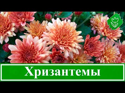 ЧЕРЕНКУЮ ХРИЗАНТЕМУ ИЗ БУКЕТА. КАКИЕ ЧЕРЕНКИ ЛУЧШЕ УКОРЕНИТЬ ...