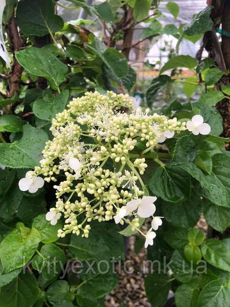 Гортензия черешковая Петиоларис / Hydrangea anomala Petiolaris