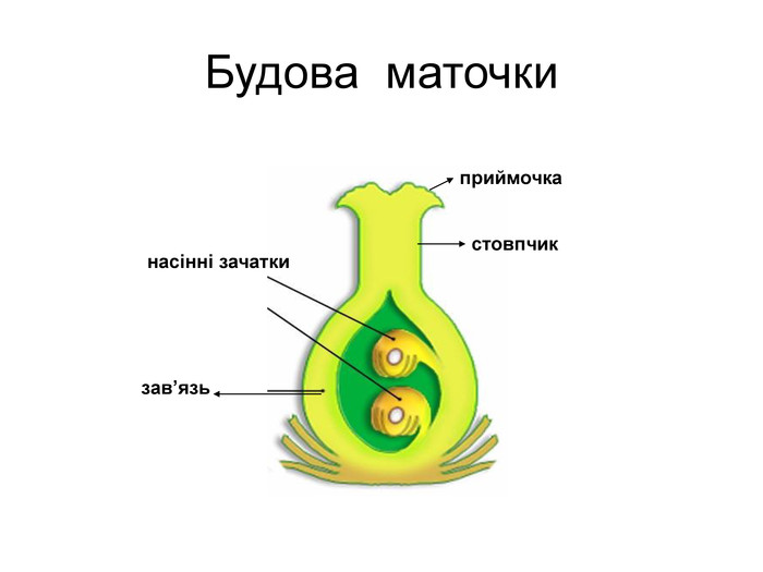 Видоизменения побегов — что это, определение и ответ