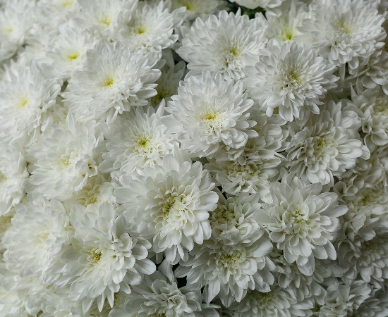 Хризантема садовая Chrysanthemum morifolium /12 — саженцы ...