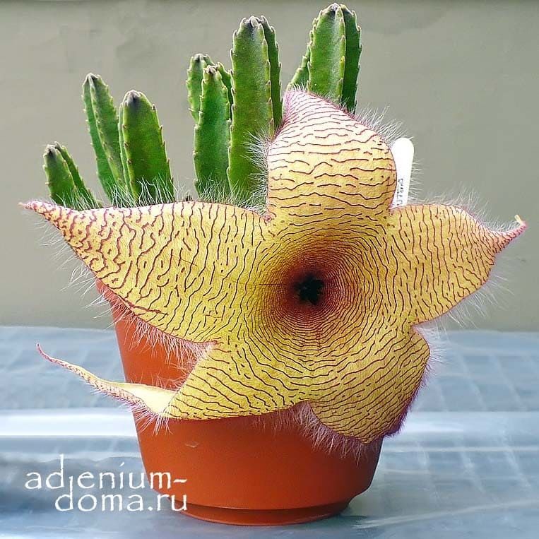 Стапелия пестрая (Stapelia variegata), (Orbea variegata ...