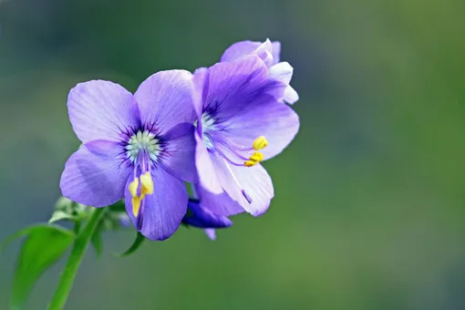 Голубые цветы (Blue Flowers) Северное ...