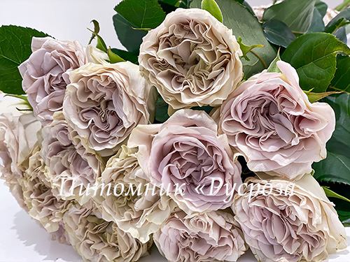 Emilien Guillot ® | Roses' Name